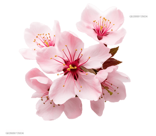 Escort Agência das Flores in Slovakia , Bratislava - Europe