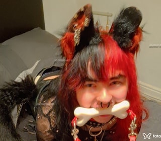 Escort Pup in United Kingdom , Caernarfon - Europe