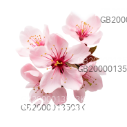 Escort Agência Das Flores in Bratislava, Slovakia - Europe